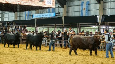 Los Guasunchos subió al podio Brangus, consolidando al noroeste santafesino como polo genético de excelencia Los Guasunchos subió al podio Brangus, consolidando al noroeste santafesino como polo genético de excelencia