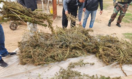 Las plantas halladas dentro del rancho allanado por los investigadores y grupos tácticos. Las plantas halladas dentro del rancho allanado por los investigadores y grupos tácticos.