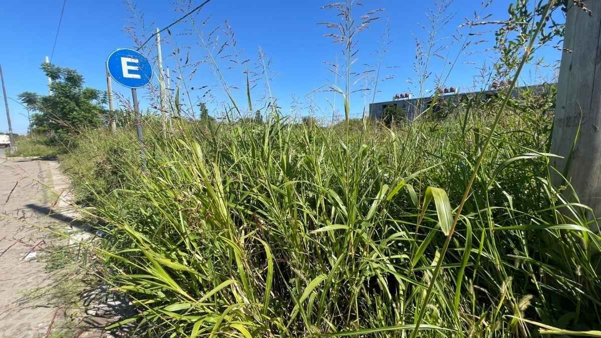 Los pastizales de barrio Esmeralda Este.