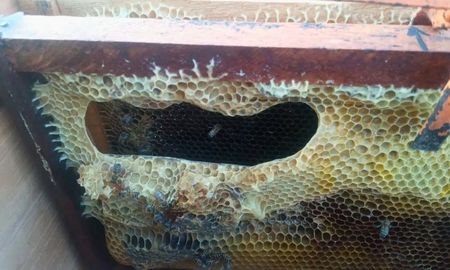 derretimiento de colmenas: sombra, agua y ventilacion para proteger la produccion derretimiento de colmenas: sombra, agua y ventilacion para proteger la produccion