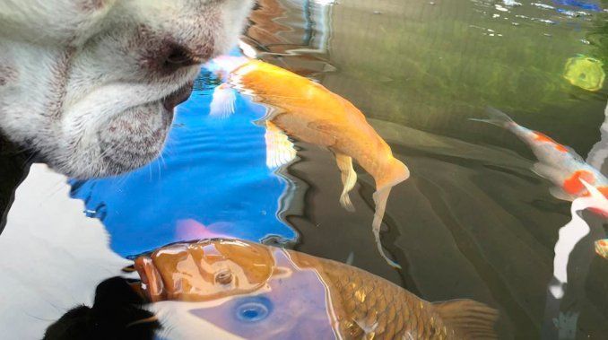 La tierna amistad entre una perra y un pez
