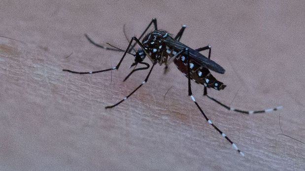 La curva de casos de dengue en 2024/2025 se encuentra por debajo de la temporada anterior en todas las jurisdicciones, indicó el Ministerio de Salud.