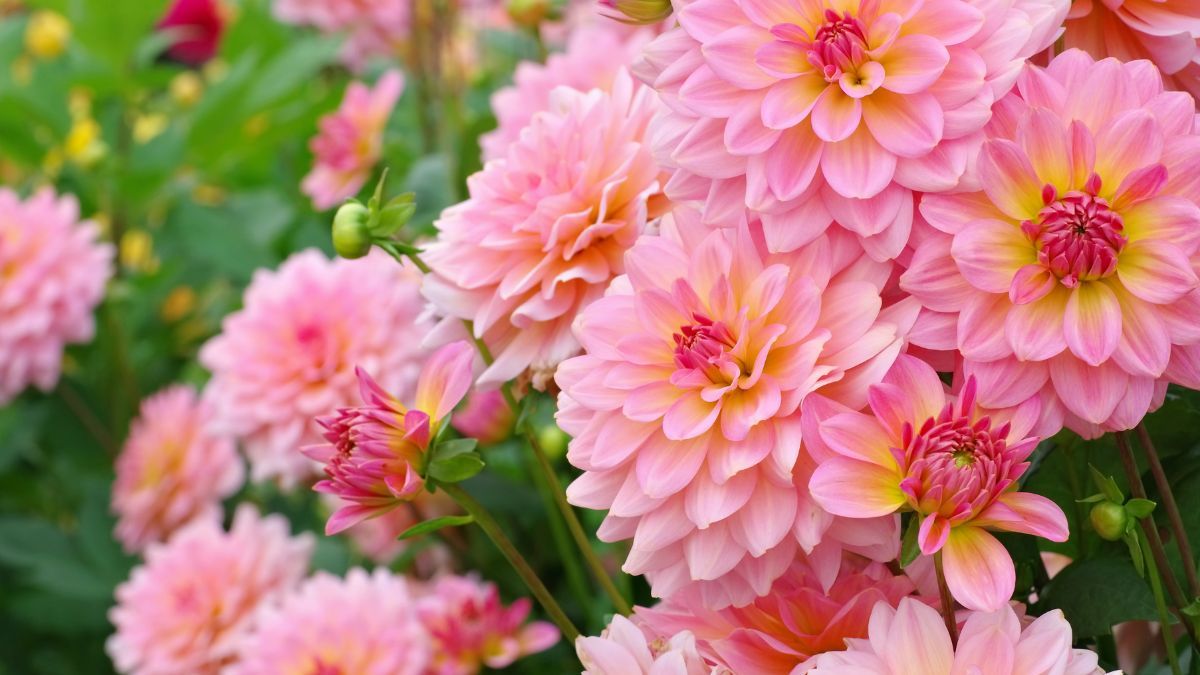 Las dalias pueden producir flores que superan los 20 centímetros de diámetro, según la variedad. Las dalias pueden producir flores que superan los 20 centímetros de diámetro, según la variedad.