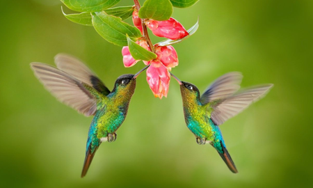 El llamativo significado de ver muchos colibrís El llamativo significado de ver muchos colibrís