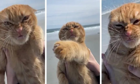 Furor por la cara que puso un gato al visitar la playa por primera vez Furor por la cara que puso un gato al visitar la playa por primera vez