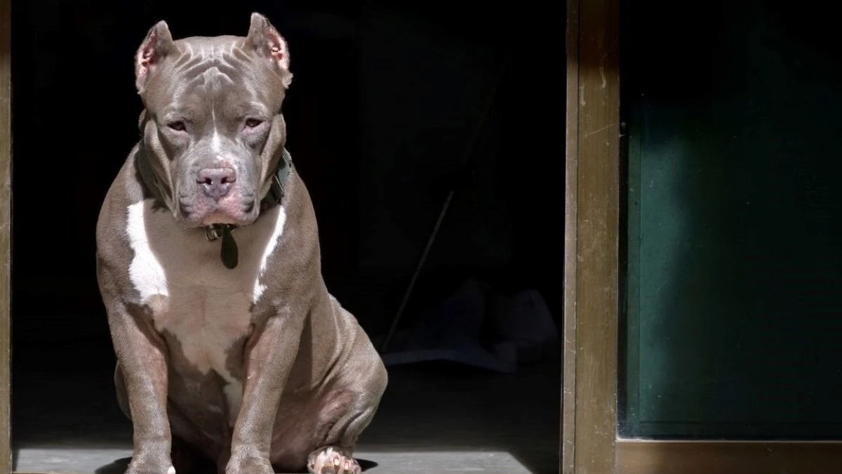 Un pitbull atacó a una niña de 8 años en Río Gallegos y le desfiguró la cara.