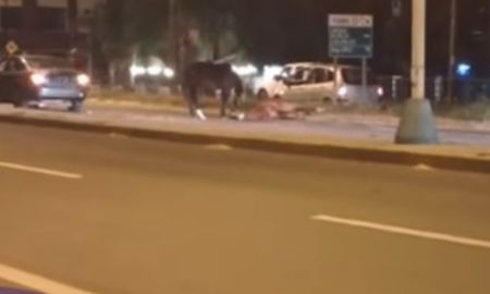Triste: tras un accidente en la ruta 1 murió una yegua y su potrillito se quedó unos instantes a su lado. Foto gentileza Telecable Digital Triste: tras un accidente en la ruta 1 murió una yegua y su potrillito se quedó unos instantes a su lado. Foto gentileza Telecable Digital