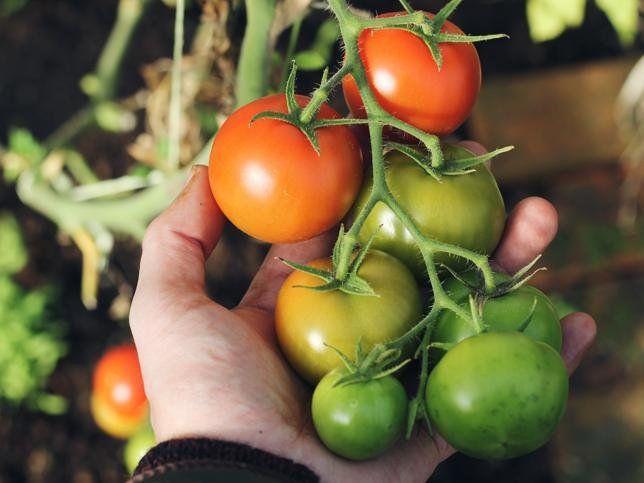 tomate.jpg