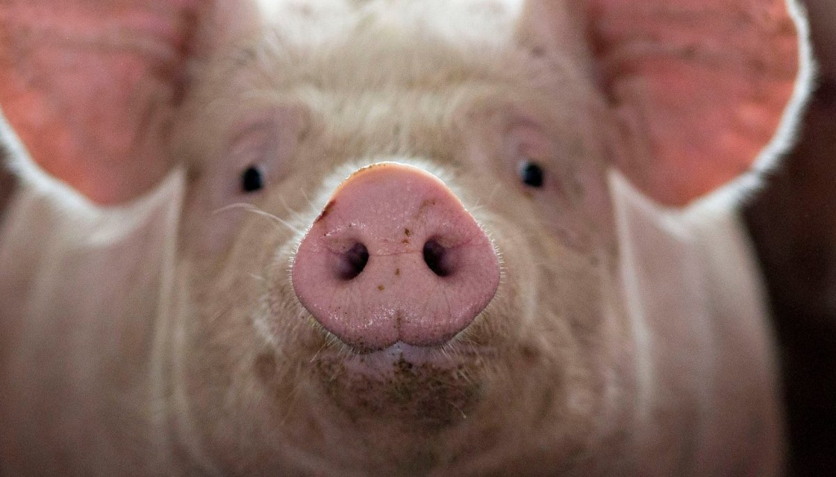 Un carnicero de Hong Kong murió mientras intentaba matar a un cerdo.