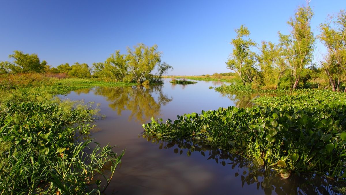 Los humedales son ambientes con presencia temporal o permanente de agua, que tiene un tipo de vegetación adaptada a esto y un tipo de suelos específico.