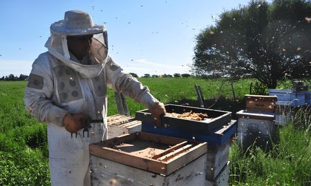 mieles entrerrianas: el plan para diferenciar la produccion y mejorar el precio a los apicultores mieles entrerrianas: el plan para diferenciar la produccion y mejorar el precio a los apicultores