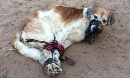 Hallaron a un perro maniatado y amordazado con cables y sogas en un baldío Hallaron a un perro maniatado y amordazado con cables y sogas en un baldío
