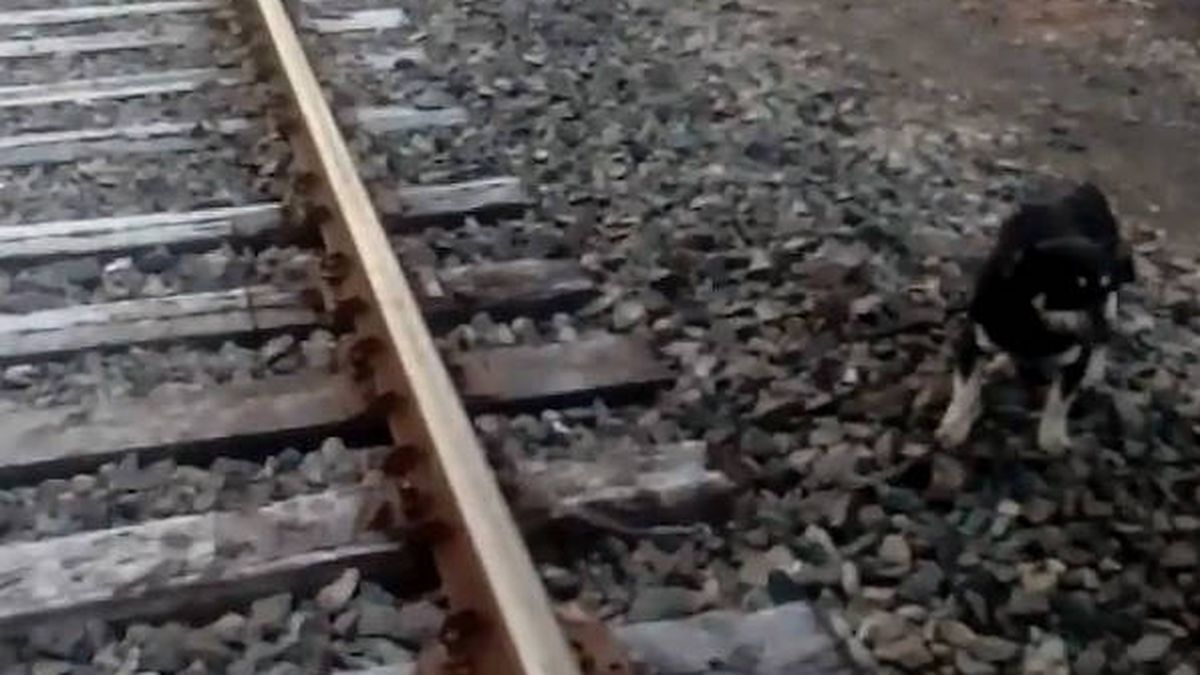 Chaco: dejaron atado a un perro en las vías del tren y un maquinista paró su formación para salvarlo