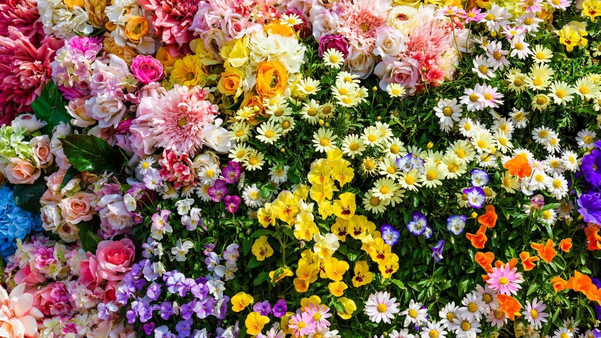 Si la plantás ahora, esta flor puede llenar el jardín de color apenas comienza la primavera.