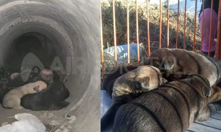 Un llamado al 0800 de la Municipalidad de Santa Fe alertó sobre el estado de los cachorros rescatados. Un llamado al 0800 de la Municipalidad de Santa Fe alertó sobre el estado de los cachorros rescatados.