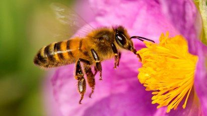 Dónde y cómo duermen las abejas: el sorprendente hábito nocturno que pocos conocen