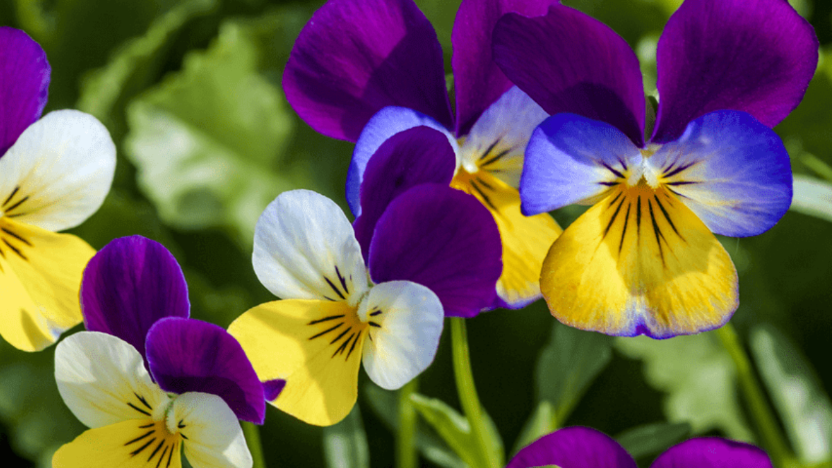 Esta es la época para tener un jardín florido con una especie que no falla&nbsp;