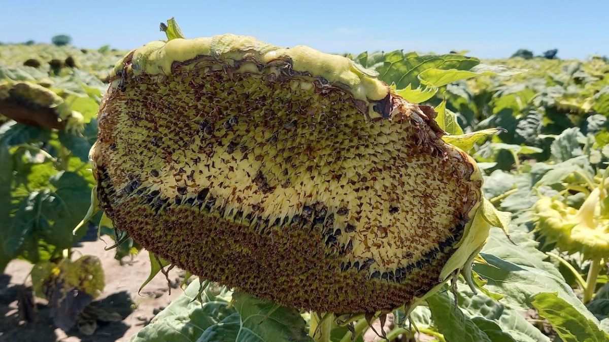 Lote con girasol; con daños muy importantes por aves, en el centro del departamento General Obligado. Foto: SEA Lote con girasol; con daños muy importantes por aves, en el centro del departamento General Obligado. Foto: SEA