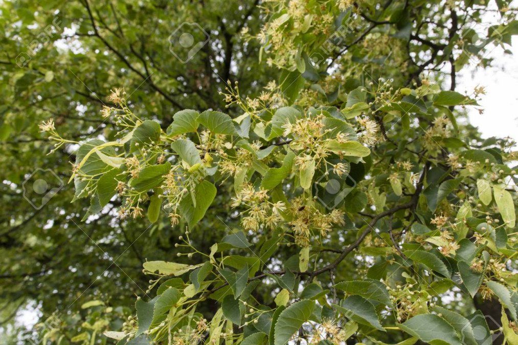 Tiene un efecto sedante y tranquilizante 