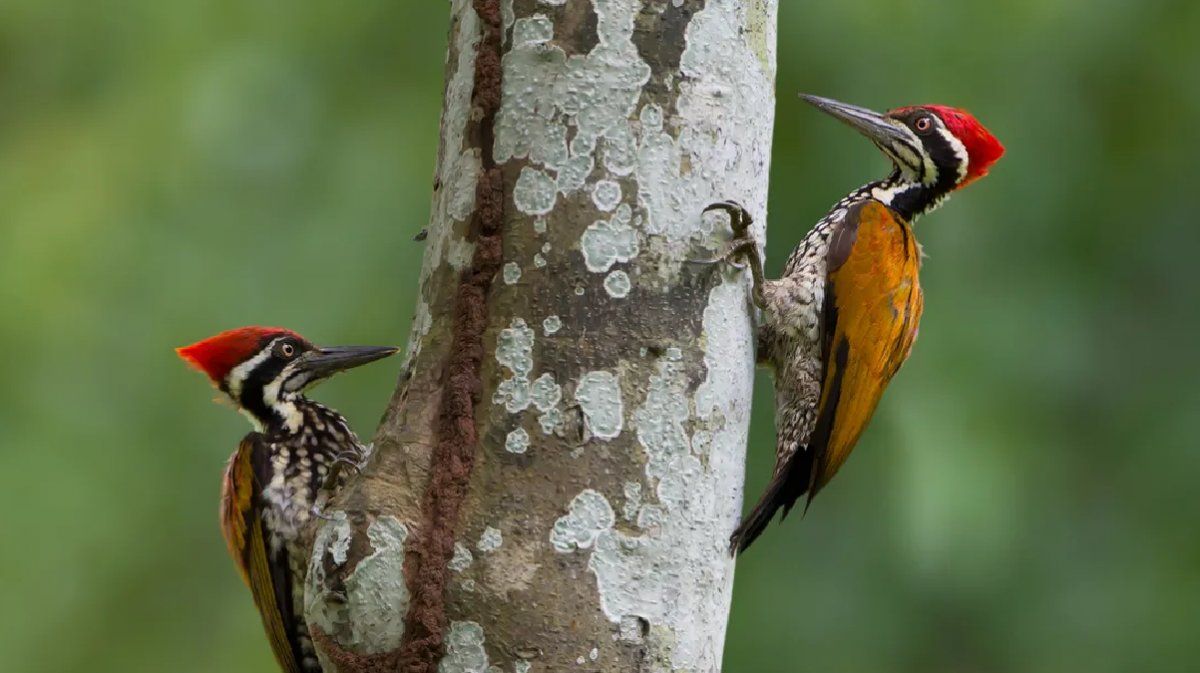 El último ejemplar de éste, fue visto por última vez en 1944 y por dicho motivo se declaró la extinción.