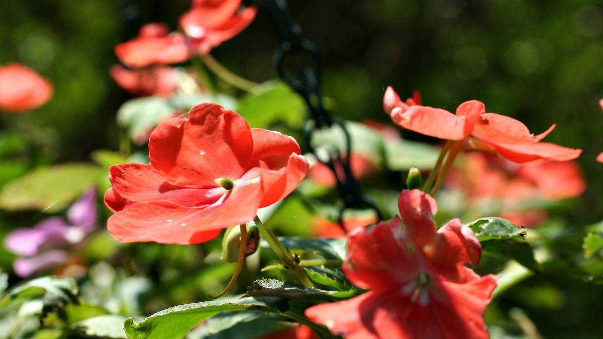 Esta planta es una opci&oacute;n colorida que transforma espacios oscuros en pocos d&iacute;as.