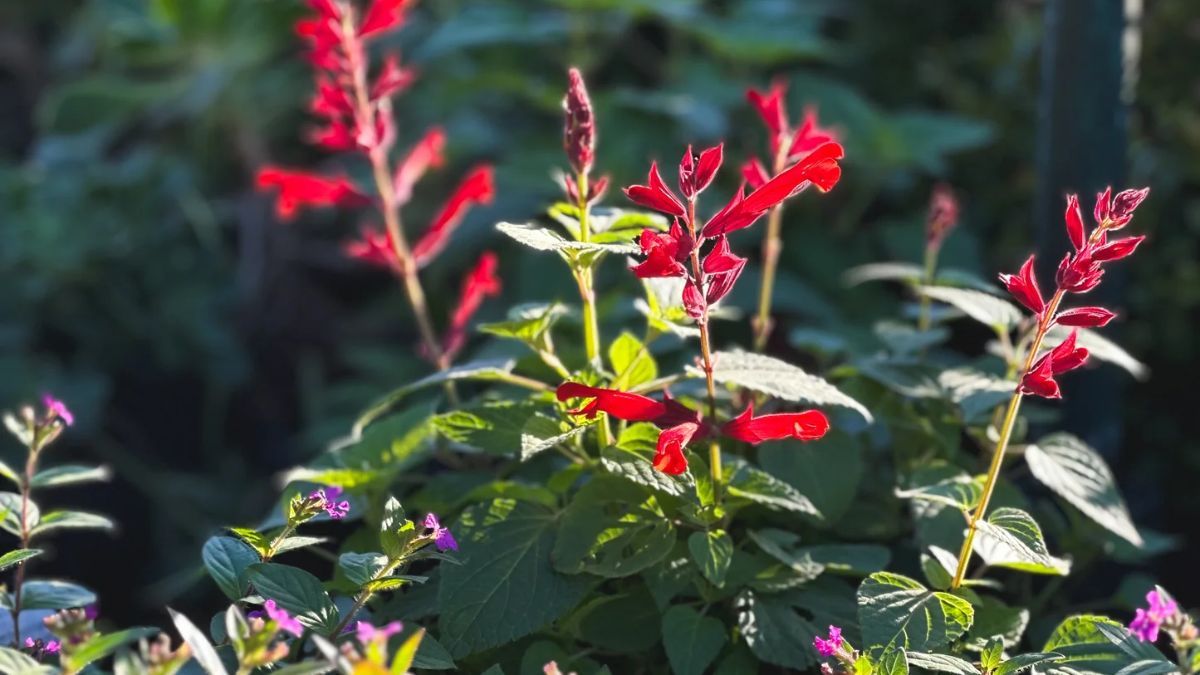 Plantas que llenan de color los balcones y jardines durante todo el año.