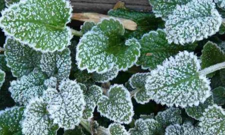 Las heladas pueden dañar hojas, tallos y raíces, por eso especialistas recomiendan proteger las plantas durante las noches más frías. Las heladas pueden dañar hojas, tallos y raíces, por eso especialistas recomiendan proteger las plantas durante las noches más frías.