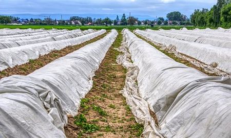 Las tierras usadas para el cultivo están contaminadas con “mayores cantidades de microplásticos” que el océano, lo que pone en riesgo la seguridad alimentaria y el medio ambiente, según avisó la Organización de las Naciones Unidas para la Alimentación y la Agricultura (FAO). Las tierras usadas para el cultivo están contaminadas con “mayores cantidades de microplásticos” que el océano, lo que pone en riesgo la seguridad alimentaria y el medio ambiente, según avisó la Organización de las Naciones Unidas para la Alimentación y la Agricultura (FAO).