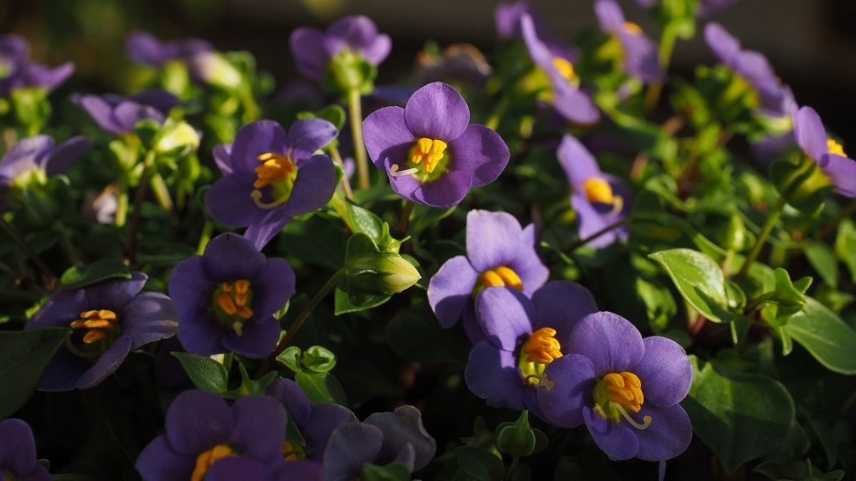 Flores y plantas resistentes que prosperan pese al clima variable.