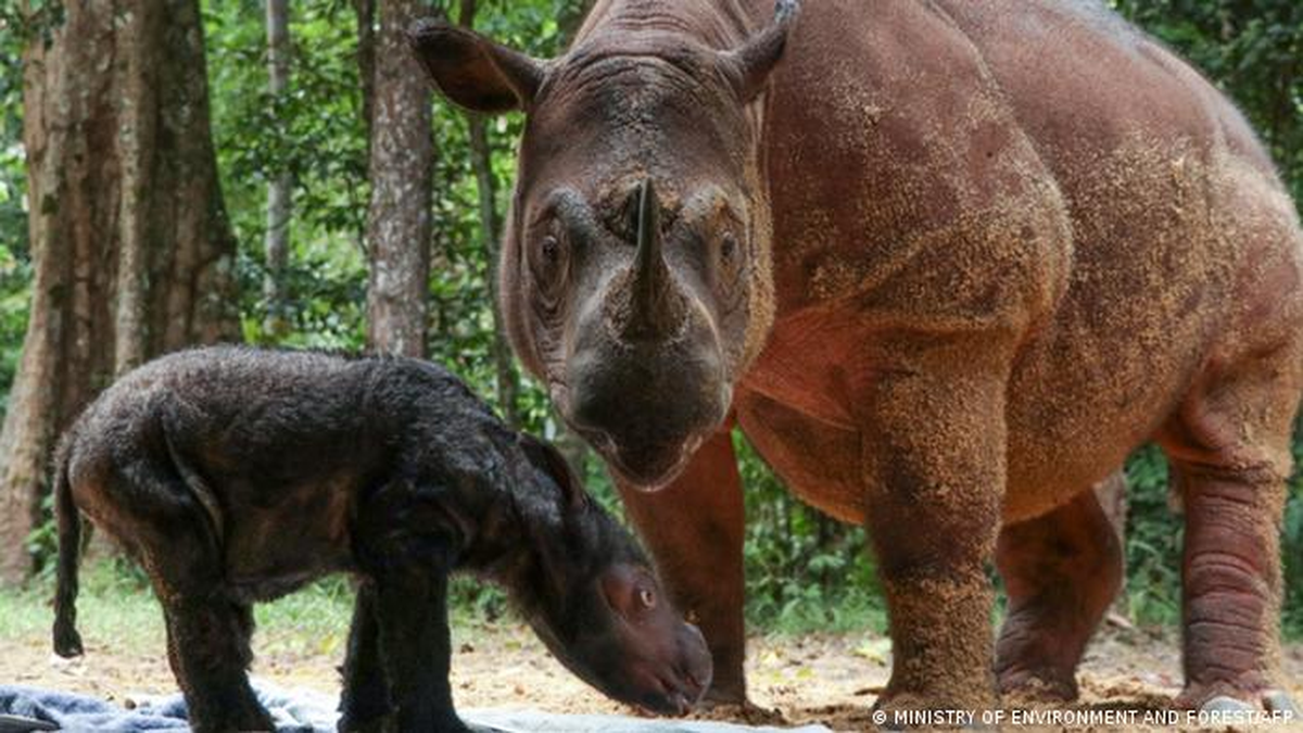 El rinoceronte de Sumatra corre riesgo de desaparecer. En la imagen, una hembra con su cría. 