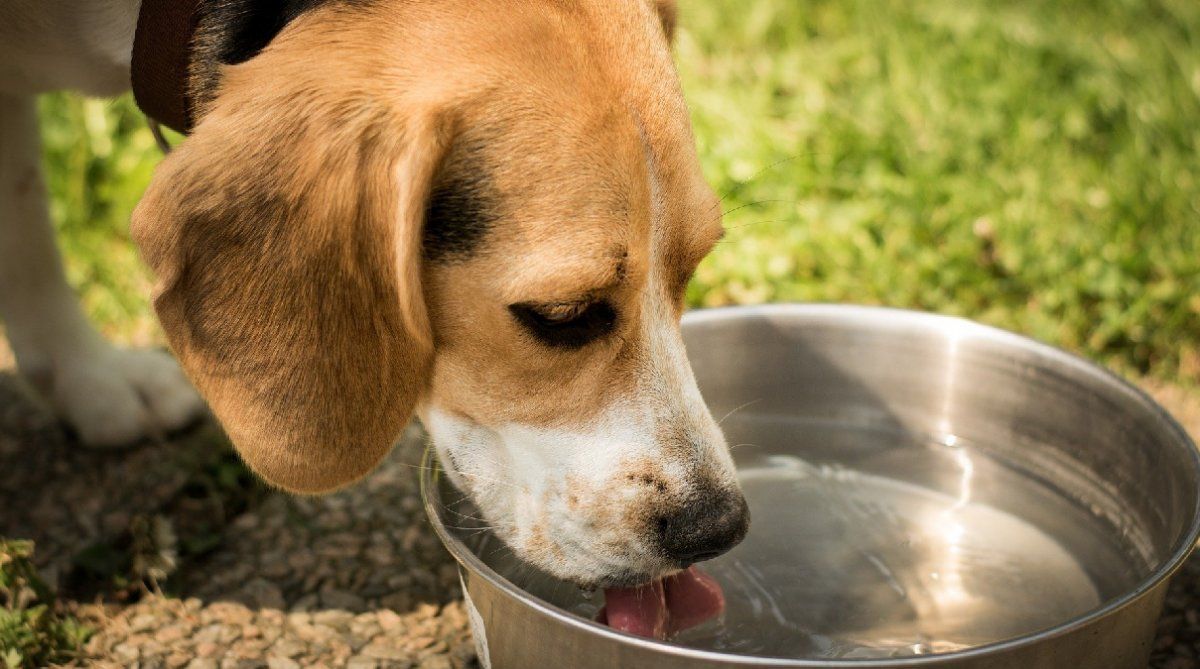 Con el agua, es suficiente para que el perro se mantenga hidratado.