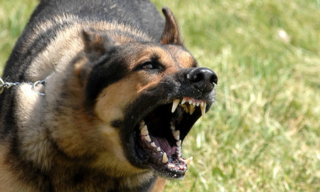 ¿Qué hacer con perros agresivos:?: esto dice el colegio de veterinarios ¿Qué hacer con perros agresivos:?: esto dice el colegio de veterinarios