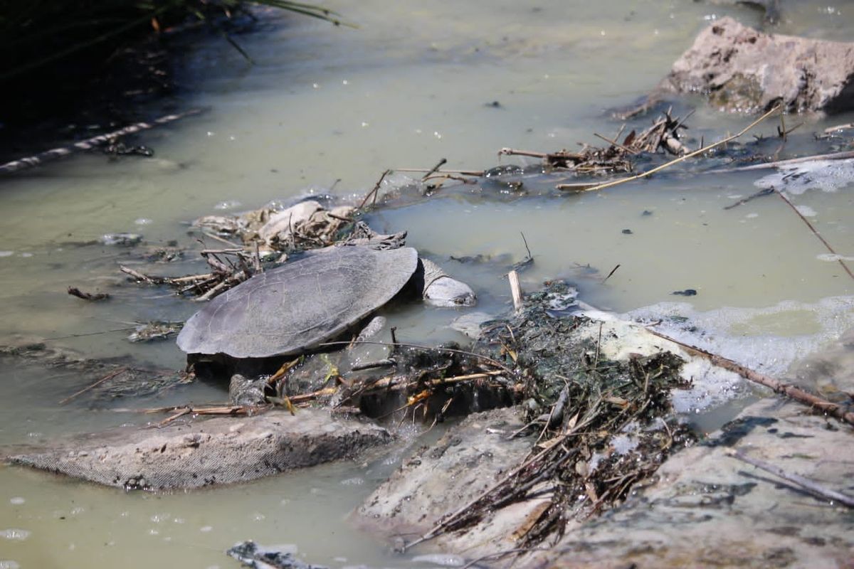 Científicos de la UNL detectaron Científicos de la UNL detectaron