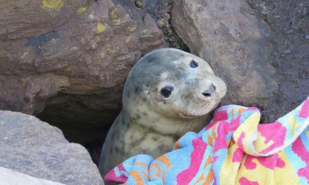 el emotivo rescate de una foca que estaba atrapada entre las rocas el emotivo rescate de una foca que estaba atrapada entre las rocas