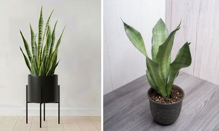 Sansevieria Moonshine o Zeylanica: cuál tolera más los espacios menos iluminados. Sansevieria Moonshine o Zeylanica: cuál tolera más los espacios menos iluminados.