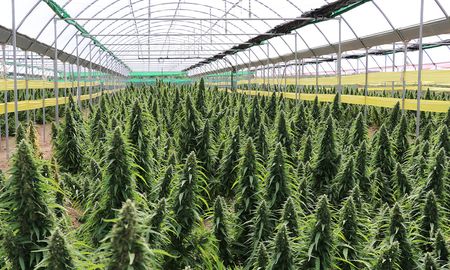 Los Estados de a poco empiezan a mostrar interés en participar en los procesos de producción, distribución y comercialización de cannabis y sus los derivados. Los Estados de a poco empiezan a mostrar interés en participar en los procesos de producción, distribución y comercialización de cannabis y sus los derivados.