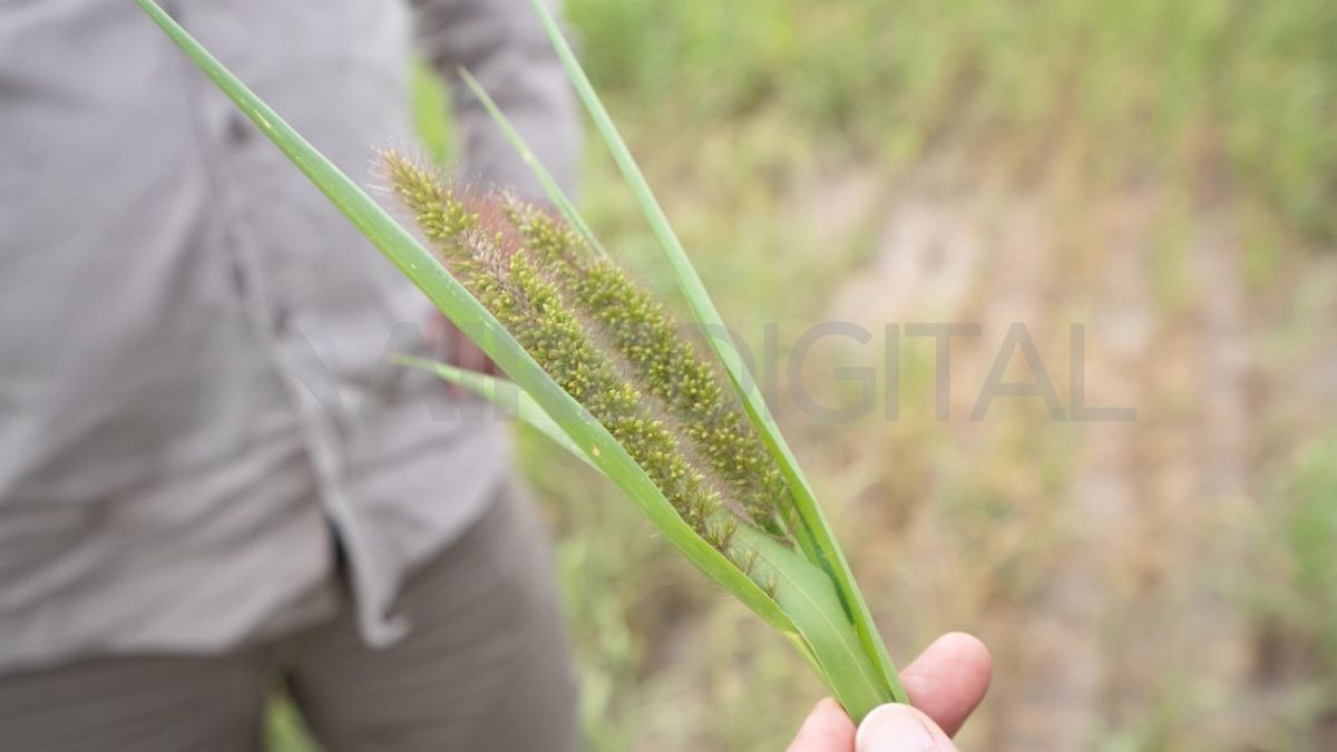La cosecha de moha, el grano que se utiliza para dar de comer a las vacas, también es irregular y generó un bajo rinde.