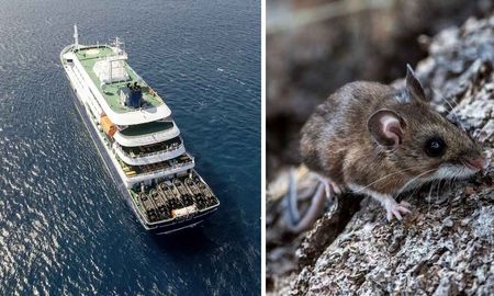 El especialista Hugo Pizzi explicó cómo se habría producido el contagio de hantavirus dentro del crucero que llegará a Tenerife. El especialista Hugo Pizzi explicó cómo se habría producido el contagio de hantavirus dentro del crucero que llegará a Tenerife.