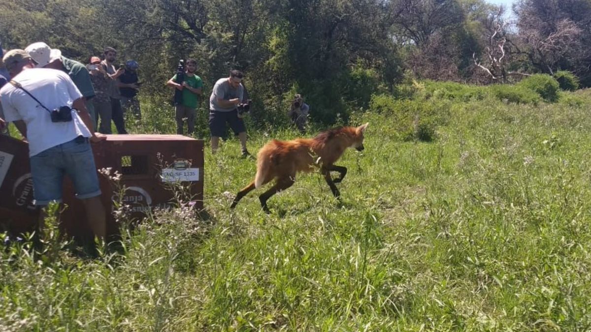 Uno de los hitos recientes de esta política de conservación activa fue el rescate y liberación de un aguará guazú. Uno de los hitos recientes de esta política de conservación activa fue el rescate y liberación de un aguará guazú.
