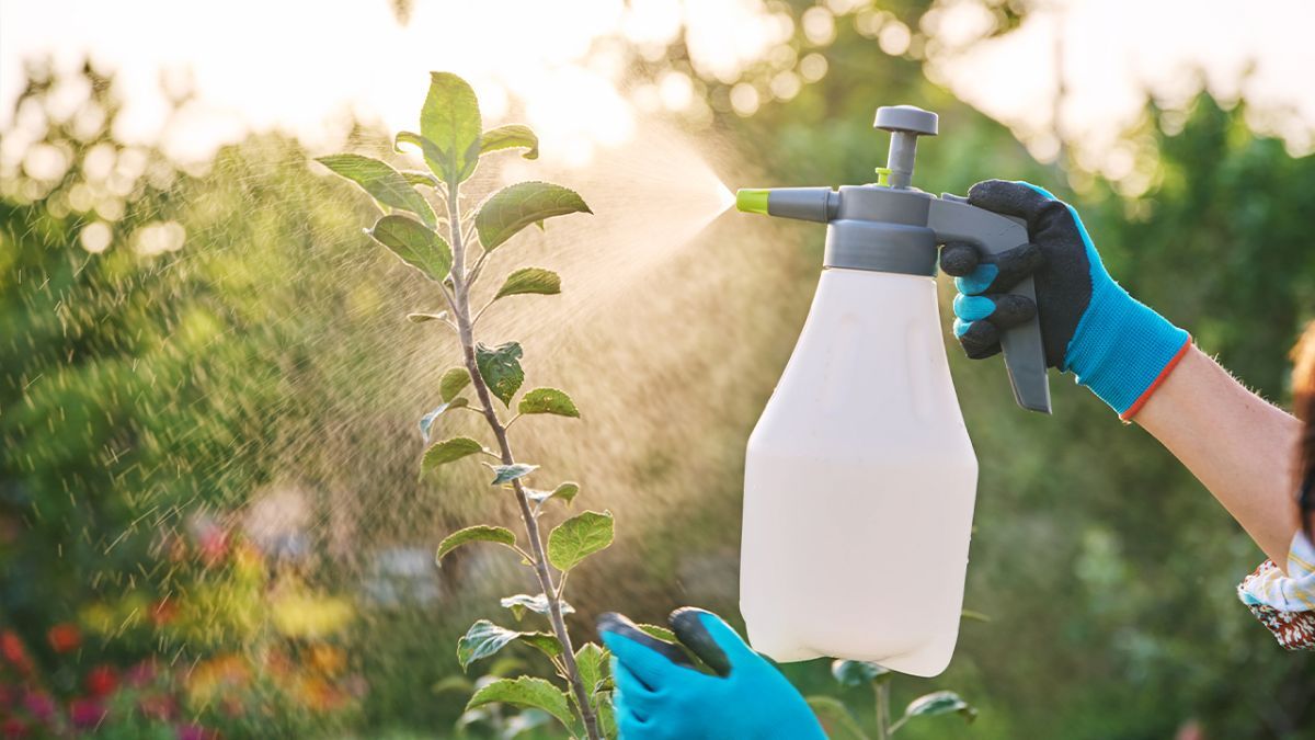 ¿El agua con azúcar ayuda a tus plantas?