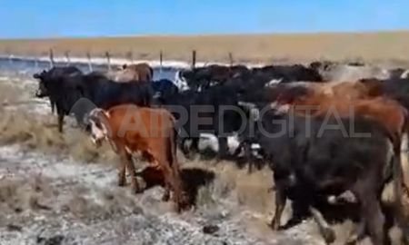 Tras una denuncia, la justicia y la policía lograron frustrar el robo de 77 vaquillas en Fortín Olmos. (imagen ilustrativa) Tras una denuncia, la justicia y la policía lograron frustrar el robo de 77 vaquillas en Fortín Olmos. (imagen ilustrativa)