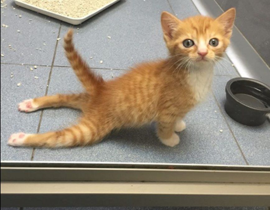 gatito parapléjico
