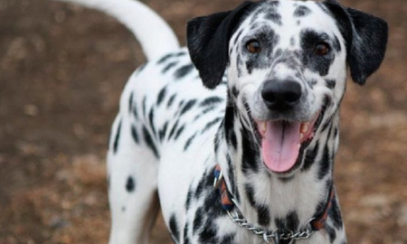 cuales son las razas de perros mas carinosas cuales son las razas de perros mas carinosas
