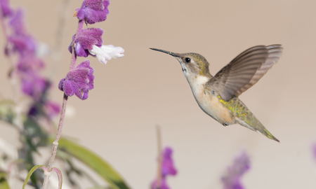 El significado del colibrí en el amor El significado del colibrí en el amor
