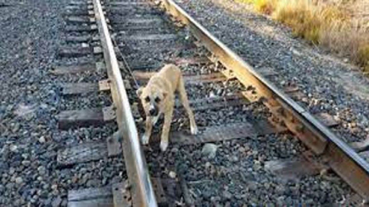 Dos nenes intentaron salvar a su perro de las vías y murieron arrollados por el tren