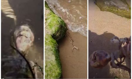 Encontraran un supuesto esqueleto de sirena en la playa y el video se vuelve viral. Encontraran un supuesto esqueleto de sirena en la playa y el video se vuelve viral.