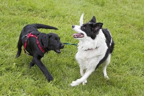Una misteriosa enfermedad está matando a los perros en Noruega