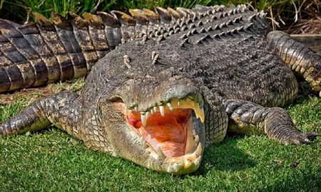 Video viral: un cocodrilo atacó a una empleada del zoológico y un papá la salvó. Video viral: un cocodrilo atacó a una empleada del zoológico y un papá la salvó.