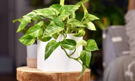 La ubicación y el cuidado regular potencian los beneficios de las plantas de interior. La ubicación y el cuidado regular potencian los beneficios de las plantas de interior.