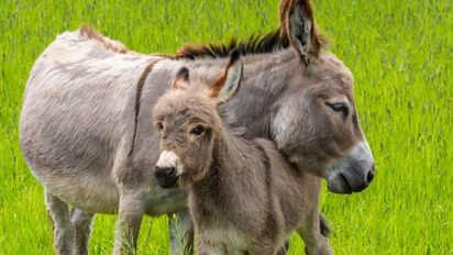 ¿Carne de burro en la mesa de los argentinos? El polémico proyecto que busca romper tabúes en la Patagonia